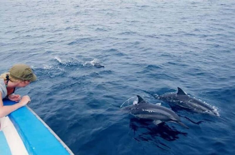 Zanzibar: Dolphins tour, Baraka Aquarium and Spice farm - Key Points  