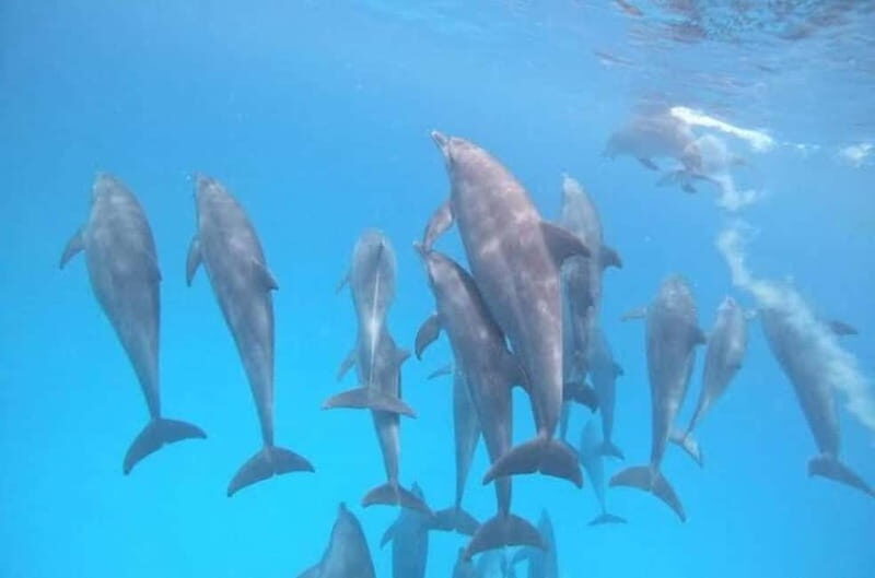ZANZIBAR: Dolphins tour, Baraka Aquarium & Spice farm - The Sum Up