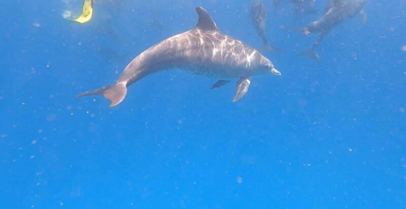 Zanzibar: Dolphins tour, Baraka Aquarium & vist Kendwa Beach - Why This Tour Makes Sense