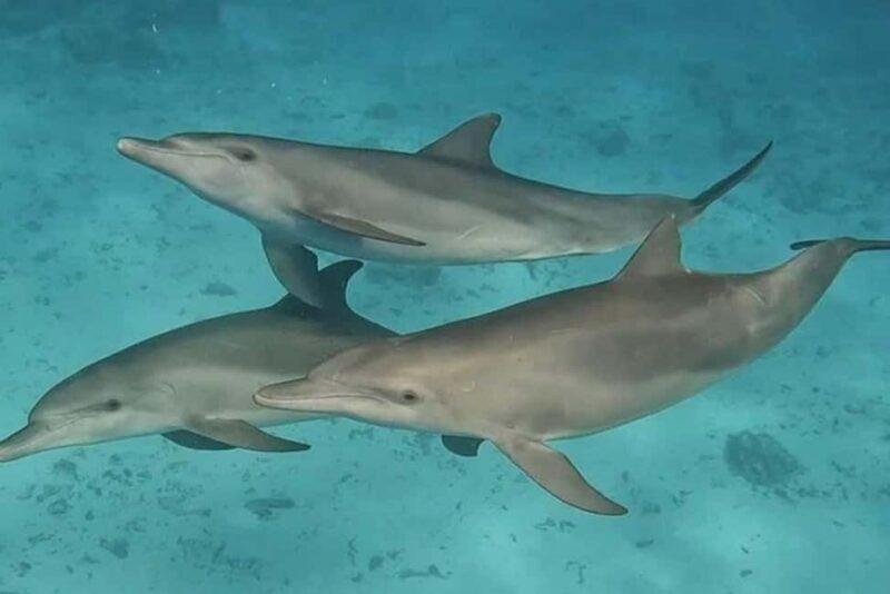 Zanzibar: Dolphins tour, Spice farm & Prison island Day trip - Key Points