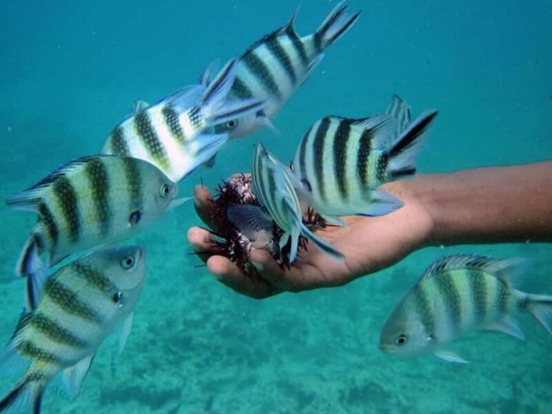 Zanzibar: Dolphins tour, Spice farm & Stone town city tour - Key Points