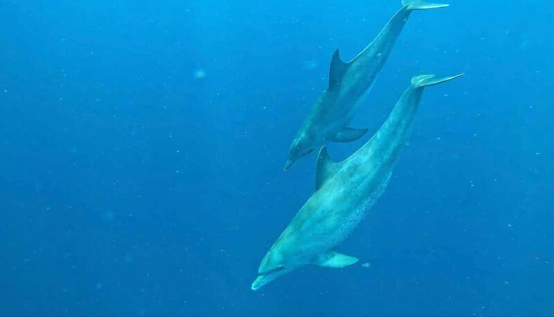Zanzibar: Dolphins tour, Spice farm & Stone town city tour - FAQs