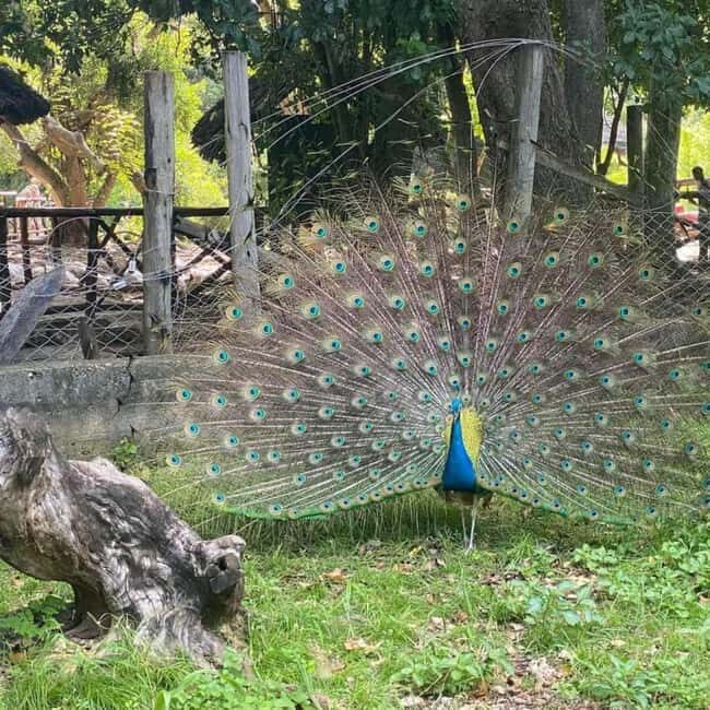 Zanzibar: Exclusive Prison Island & Stone Town Heritage tour - Key Points