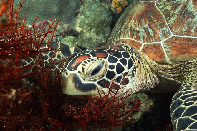 Zanzibar Excursions - FAQ