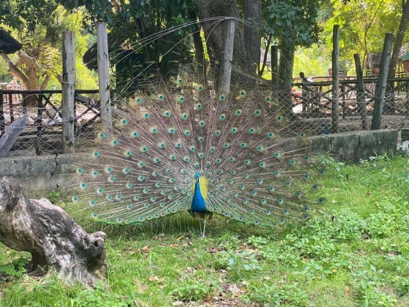 Zanzibar: Explore Prison Island, tortoises and Jozani forest - The Experience: An In-Depth Look