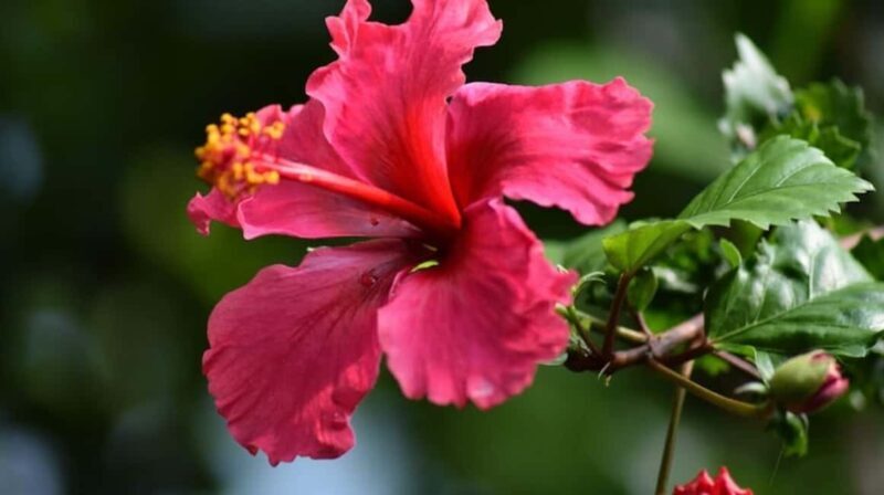 Zanzibar: Flower Garden and Coffee Plantation Tour - Key Points