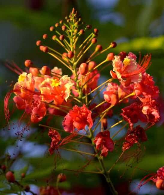 Zanzibar: Flower Garden and Coffee Plantation Tour - Introduction to Zanzibar’s Green Treasures