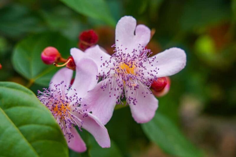 Zanzibar: Flower Garden and Coffee Plantation Tour - What Makes This Tour Stand Out?