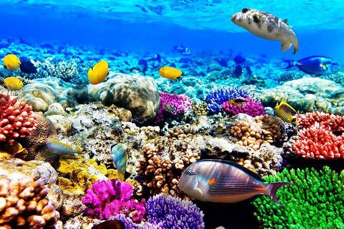 Zanzibar Full Day Dolphin Tour; Mnemba Island; Nungwi Beach & Kendwa Beach Tour - Key Points