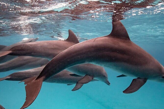 Zanzibar Full Day Dolphin Tour; Mnemba Island; Nungwi Beach & Kendwa Beach Tour - Exploring the Itinerary in Detail