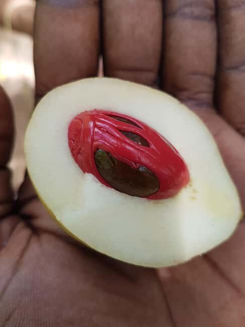 Zanzibar full day Jozani forest + Spice farm and stone town - Key Points