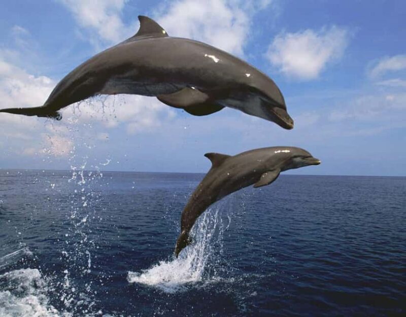 Zanzibar: Full day Kizimkazi Dolphin Tour and Pungume Island - Why This Tour Might Be Perfect for You