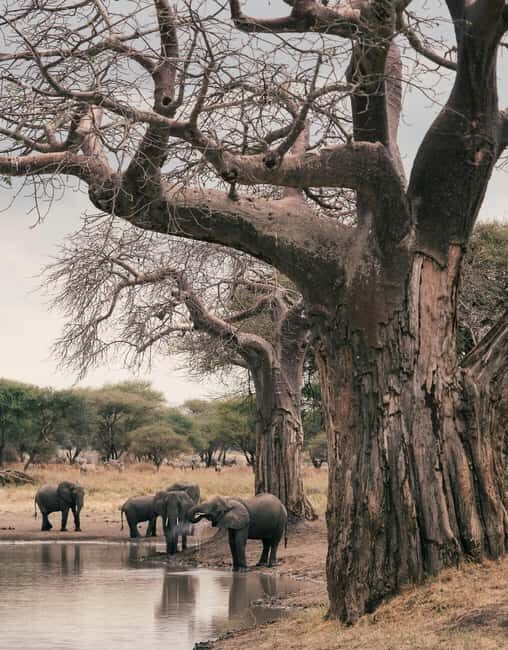 Zanzibar: Group Safari to Tarangire & Ngorongoro Crater - An Overview of the Experience
