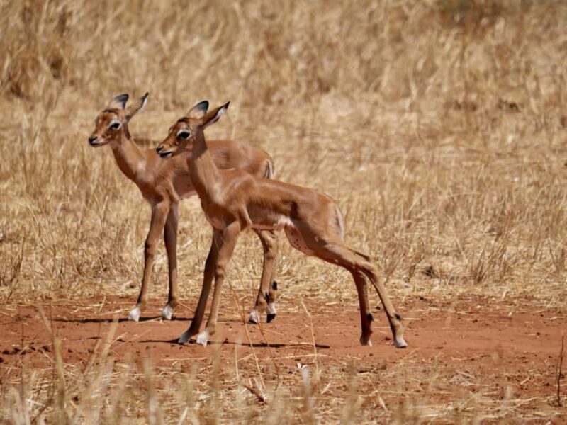 Zanzibar: Group Safari to Tarangire & Ngorongoro Crater - FAQ