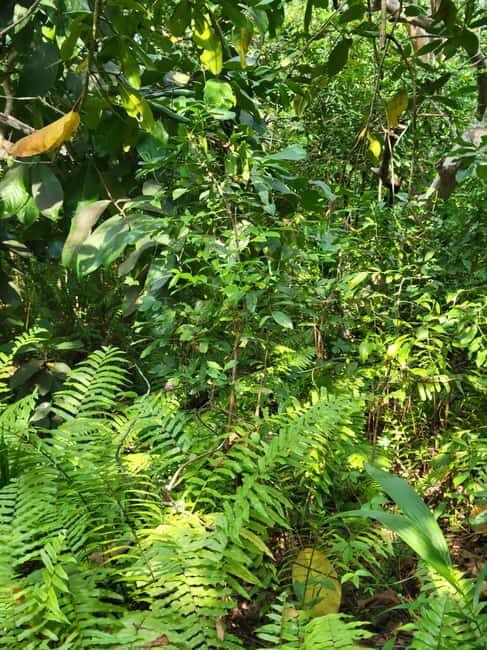 Zanzibar: Guided Stone Town Walk & Spice Plantation Tour - FAQ