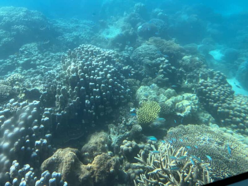 Zanzibar: Half-day Spice Farm, Classic Reef Submarine tour - Is It Worth the Price?