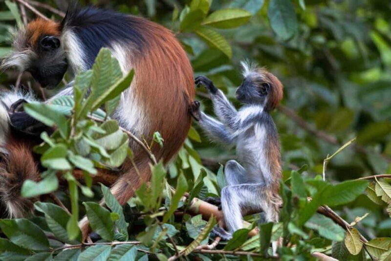 Zanzibar: Into the Wild-Red Colobus Safari in Jozani Forest - Key Points
