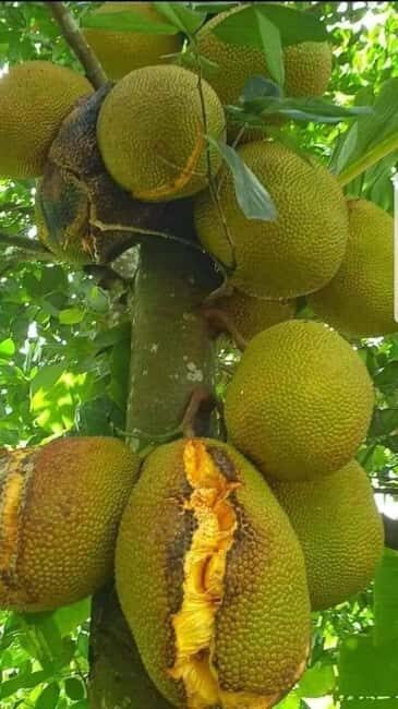 Zanzibar Island: Spice Farm Tour Visit with Guided tour - Key Points