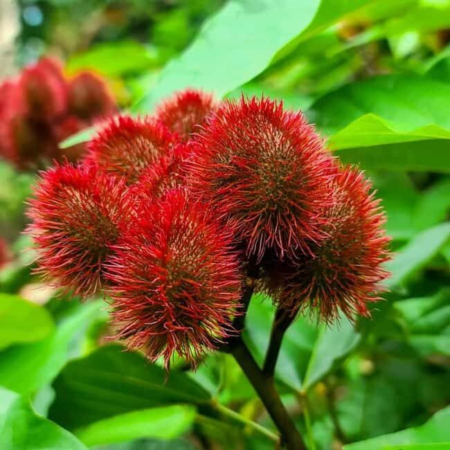 Zanzibar Island: Spice Farm Tour Visit with Guided tour - Discovering Zanzibar’s Spice Heritage