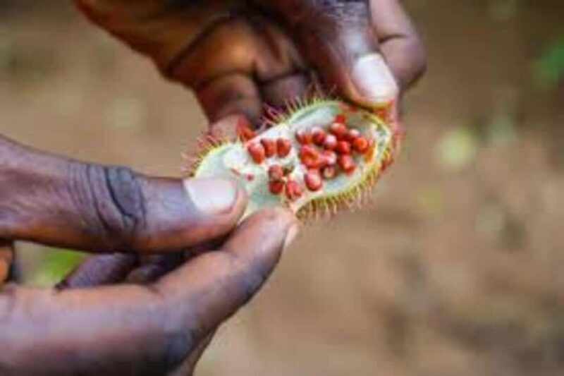 Zanzibar Island: Spice Farm Tour Visit with Guided tour - Why This Tour Is Worth Considering