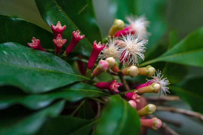 Zanzibar Island: Spice Farm Tour Visit with Guided tour - Who Will Love This Tour
