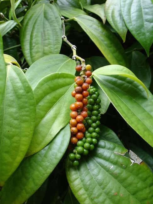 Zanzibar Island: Spice Farm Tour Visit with Guided tour - The Sum Up
