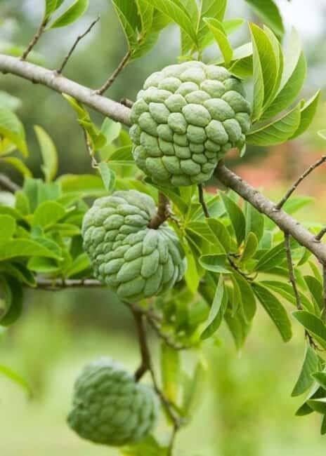 Zanzibar Island: Spice Farm Tour Visit with Guided tour - FAQ