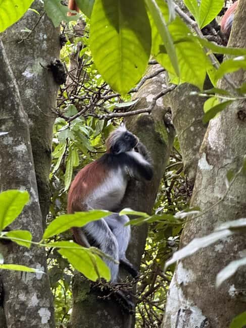 Zanzibar: Jozan Forest, Cave with The Rock Restaurant - Discovering Zanzibar’s Natural & Cultural Treasures
