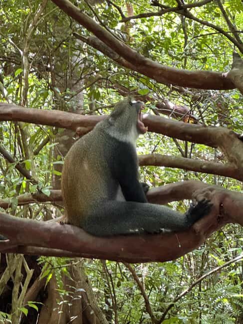 Zanzibar: Jozan Forest, Cave with The Rock Restaurant - Authenticity and Value
