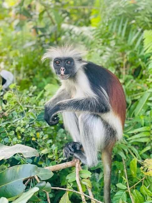 Zanzibar: Jozani and spice Escape - Experience Zanzibar’s Natural Wonders with the Jozani and Spice Escape Tour