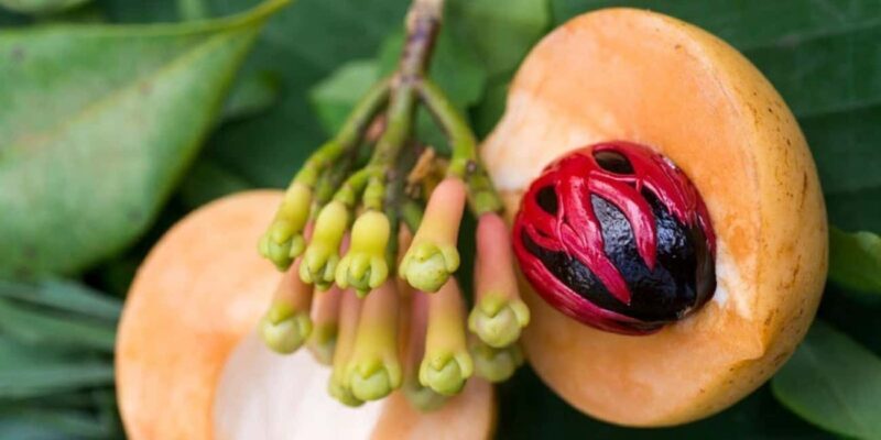 Zanzibar: Jozani and spice Escape - The Spice Plantation Experience