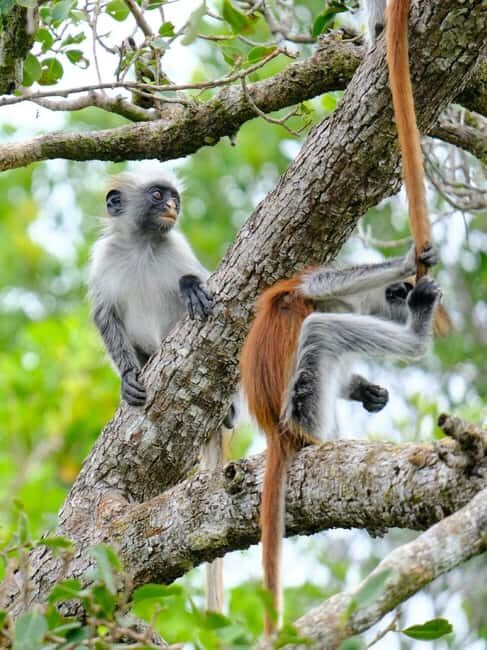 Zanzibar: Jozani and spice Escape - The Sum Up