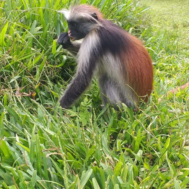 Zanzibar: Jozani Chwaka Bay National Park and Spice Farm - The Authentic Value of the Tour