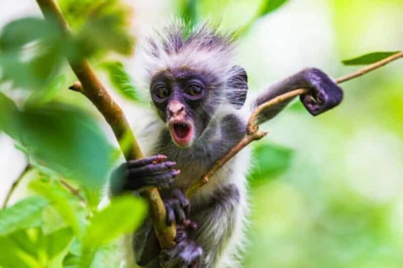 Zanzibar: Jozani Chwaka Bay Park Private Tour with Guide - Who Will Enjoy This Tour?