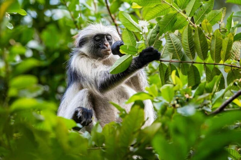 ZANZIBAR; JOZANI FOREST - Value and Overall Impression
