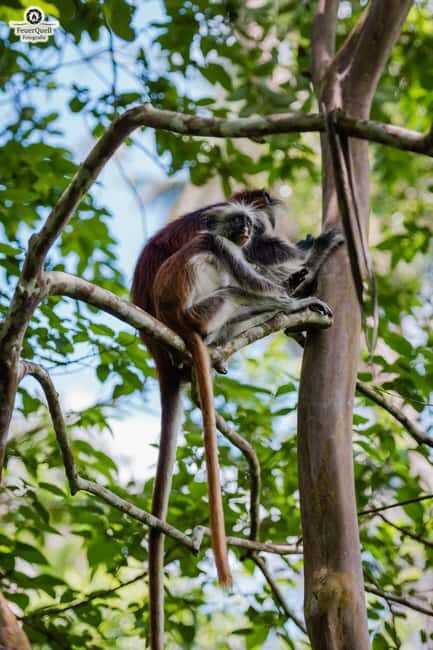 Zanzibar : Jozani forest and Butterfly centre with transfer - An In-Depth Look at the Tour Experience