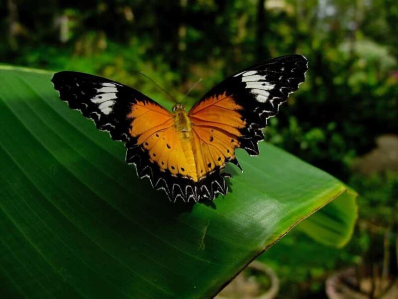 Zanzibar : Jozani forest and Butterfly centre with transfer - The Sum Up: Who Will Love This Tour?
