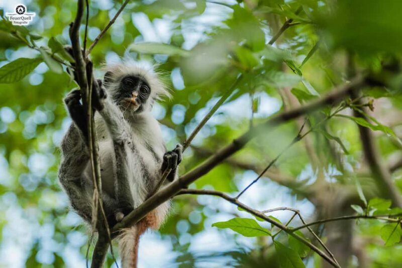 Zanzibar : Jozani forest and Butterfly centre with transfer - FAQ
