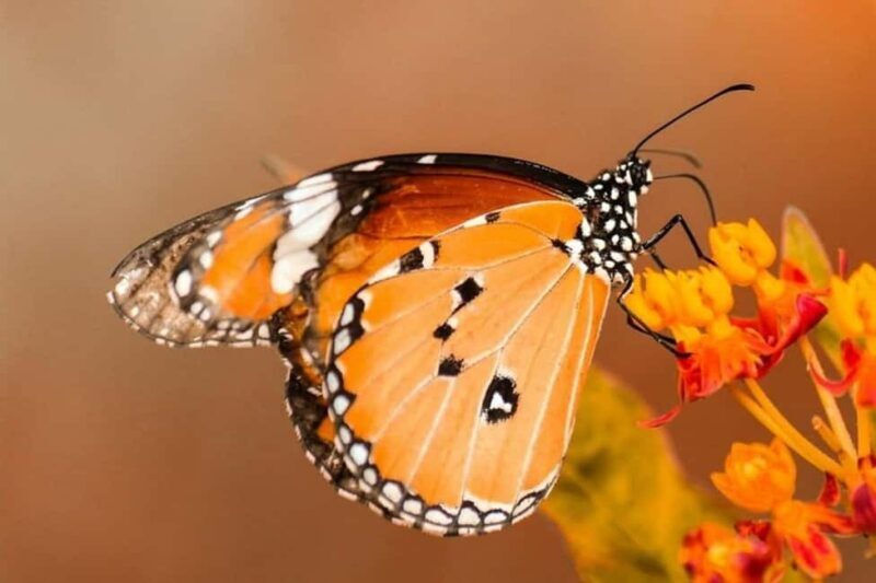 Zanzibar: Jozani forest and Butterfly day tour - Introduction: Exploring Zanzibar’s Natural Wonders
