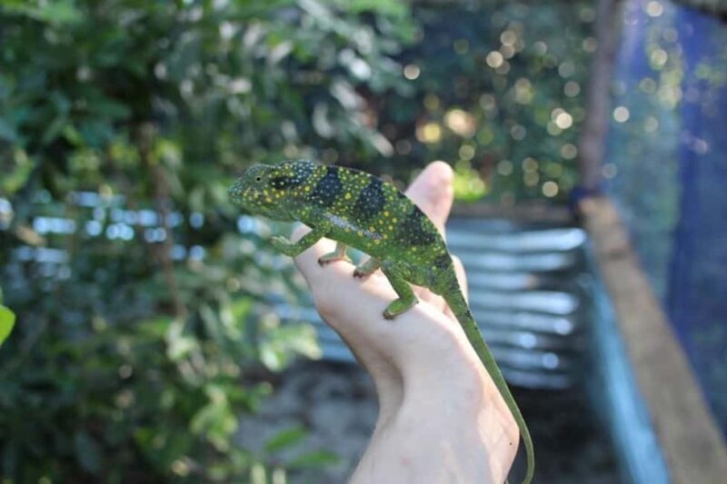 Zanzibar: Jozani forest and Butterfly day tour - The Practical Aspects: What’s Included and What to Consider