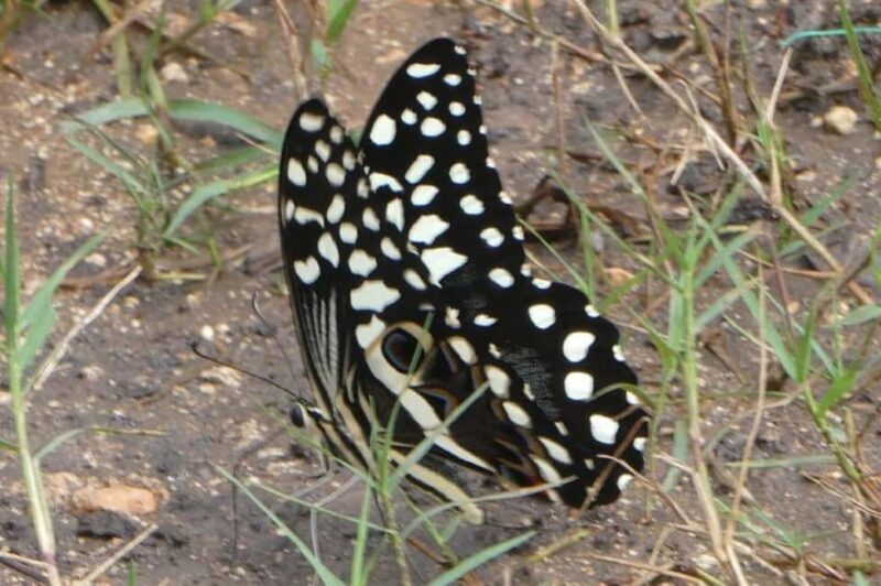 Zanzibar: Jozani forest and Butterfly day tour - Additional Insights from Reviews