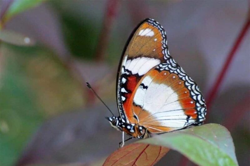 Zanzibar: Jozani forest and Butterfly day tour - Is This Tour Right for You?