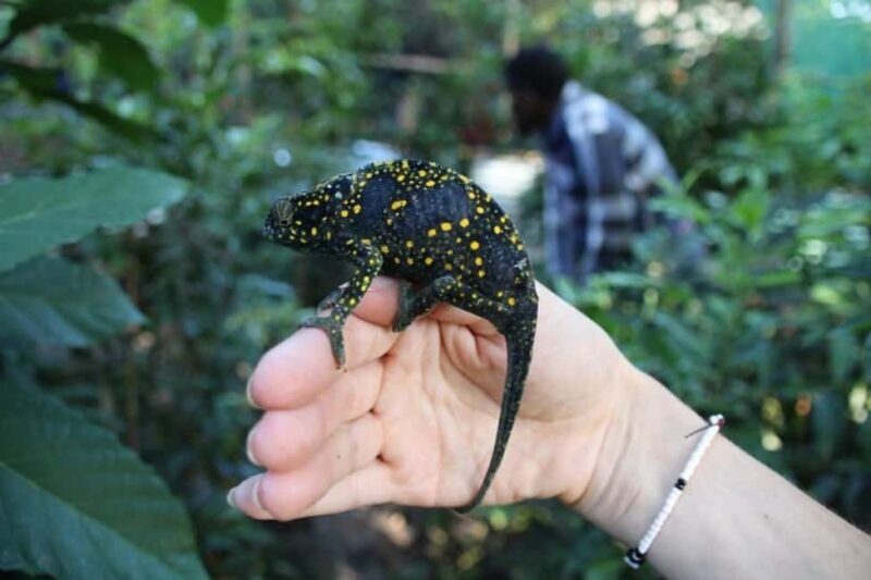 Zanzibar: Jozani forest and Butterfly day tour - FAQ