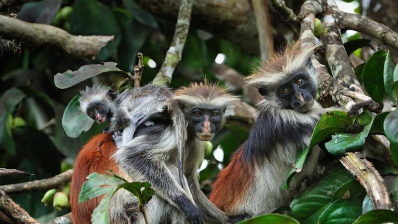 Zanzibar: Jozani Forest and Mangrove Boardwalk Guided Tour - Key Points