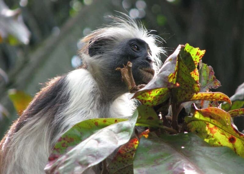 Zanzibar: Jozani Forest and Rock Restaurant Tour - Final Thoughts