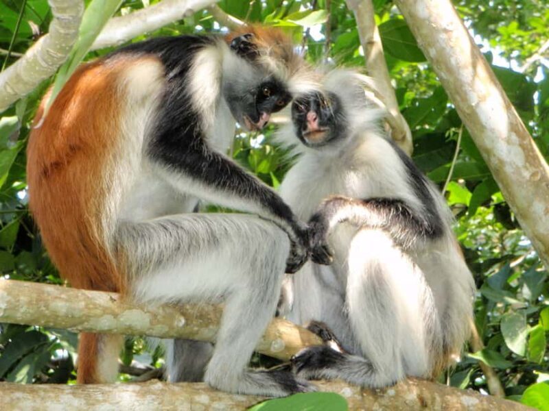 Zanzibar: Jozani Forest and Rock Restaurant Tour - FAQ
