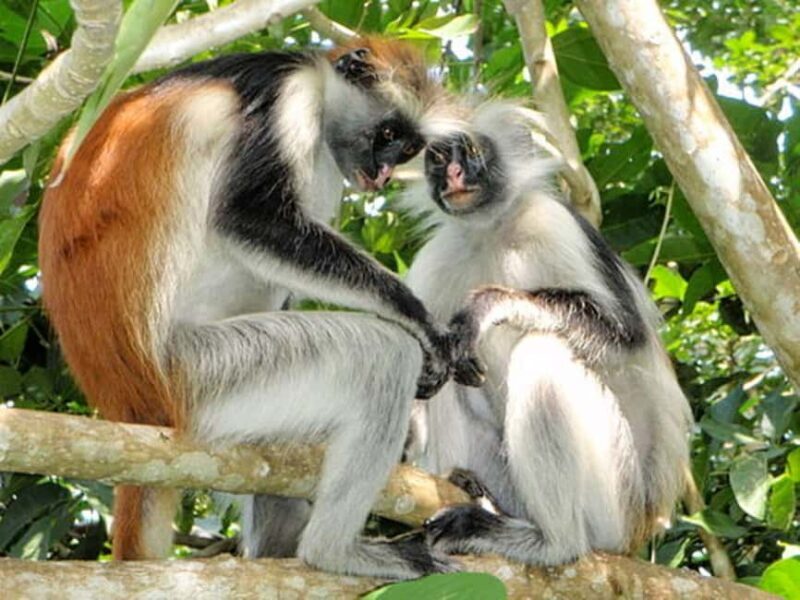 Zanzibar: Jozani Forest and Salaam cave Tour - Key Points