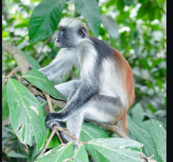 Zanzibar: Jozani Forest and Salaam Cave Tour - A Detailed Look at the Tour Experience