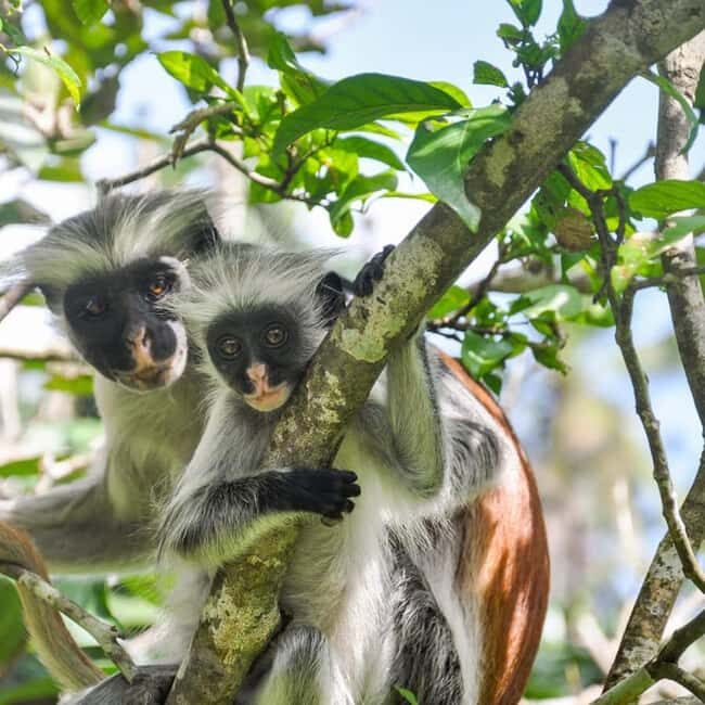 Zanzibar: Jozani Forest and Salaam Cave Tour - FAQ