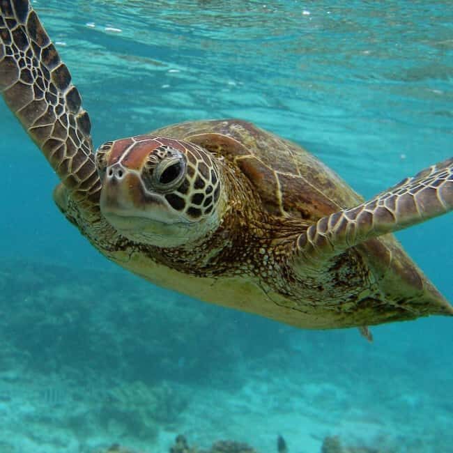 Zanzibar: Jozani Forest and Salaam Cave Tour - FAQ